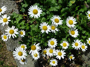 Chrysanthemum articum